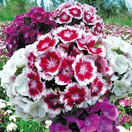Dianthus Chinensis – Dwarf Double Flower Garden Seeds