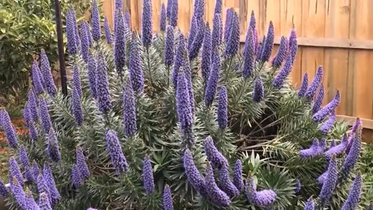 Echium Candicans Seeds Pride Of Madeira Category eg, Flower Seeds