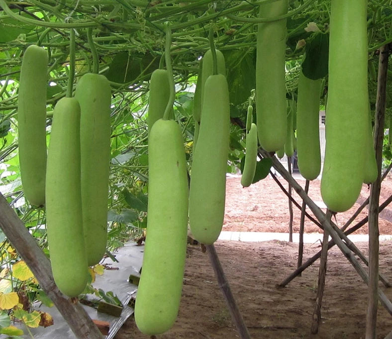 Long Bottle Gourd Lagenaria Siceraria – Vegetable Seeds