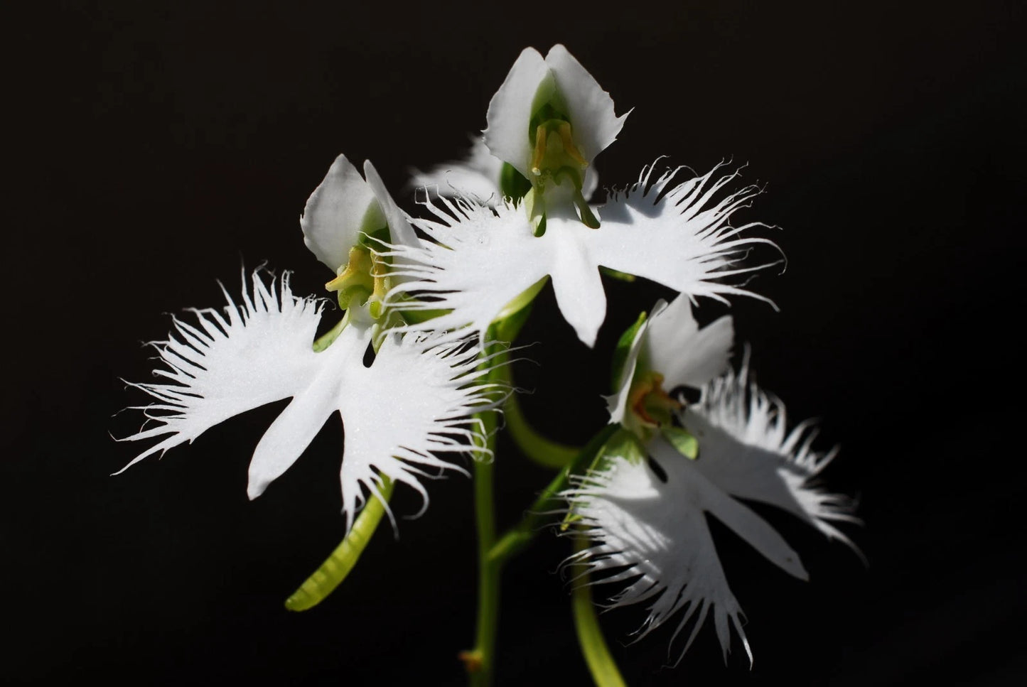 White Egret Orchid Habenaria Radiata – Perennial Flower Seeds