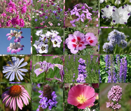 Wildflower Mix Purple – Colorful Garden Flower Seeds