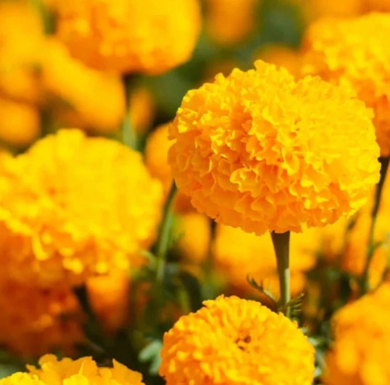 Crackerjack Marigold Mixed Orange Yellow Colorful Garden Flower Seeds