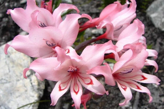 Gladiolus Carneus Flower Seeds for Planting
