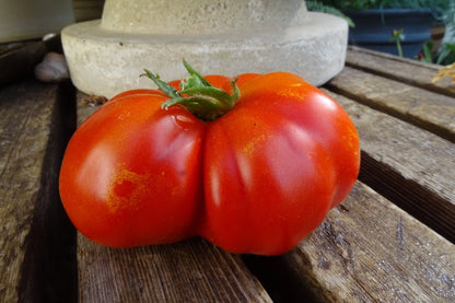 Costoluto Pesarese Tomato – Heirloom Vegetable Garden Seeds
