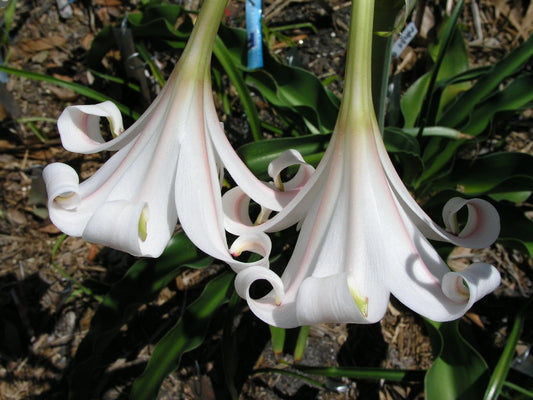 Crinum Lily African Queen Large Blooming-size Bulb - New - Flower