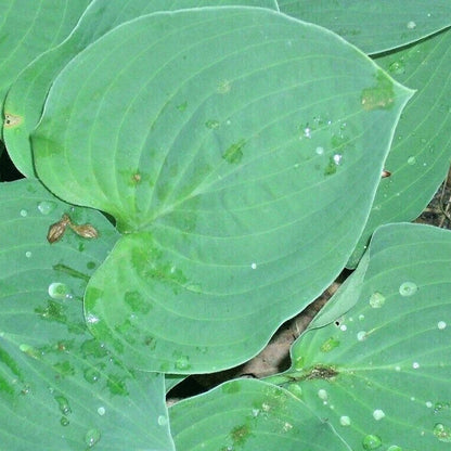 Tardiana Halcyon Hosta – Dwarf Shade Tolerant Garden Flower Seeds