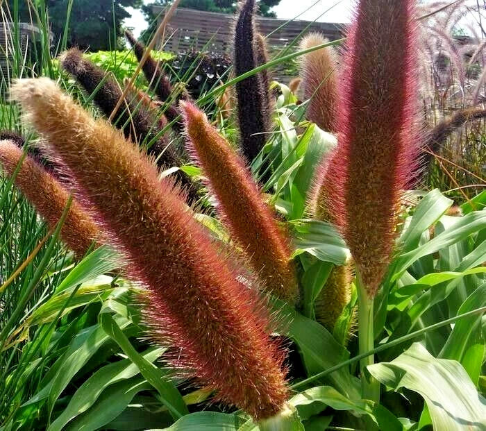 Jade Princess Millet Pennisetum Glaucum – Ornamental Grass Seeds