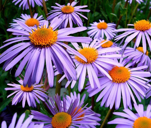 Aster Wartburg Star Aster Tongolensis – Colorful Garden Flower Seeds