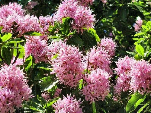 Calodendrum Capense African Cape Chestnut Tree Seeds
