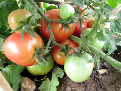 Polbig Red Slicer Tomato – Heirloom Vegetable Garden Seeds