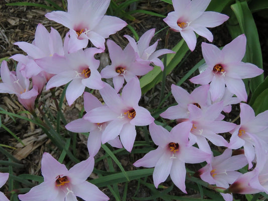 Rain Lily Habranthus Floryi Cherry Pink New Zephyranthes - Flower