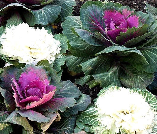 Ornamental Kale Brassica Oleracea – Vegetable Garden Seeds