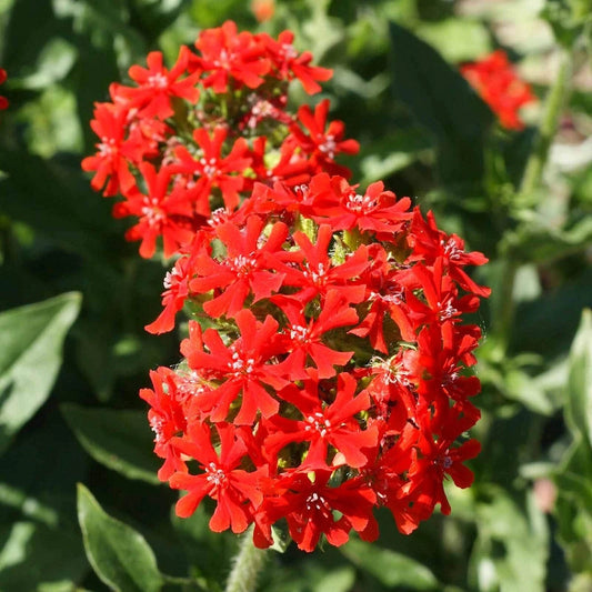 Maltese Cross Lychnis Chalcedonica – Colorful Wildflower Seeds