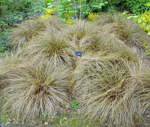Sedge New Zealand Hair Frosted Curls Carex Comans – Ornamental Grass Seeds