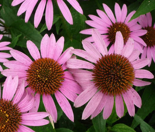 Coneflower Purple Echinacea Purpurea – Perennial Garden Flower Seeds