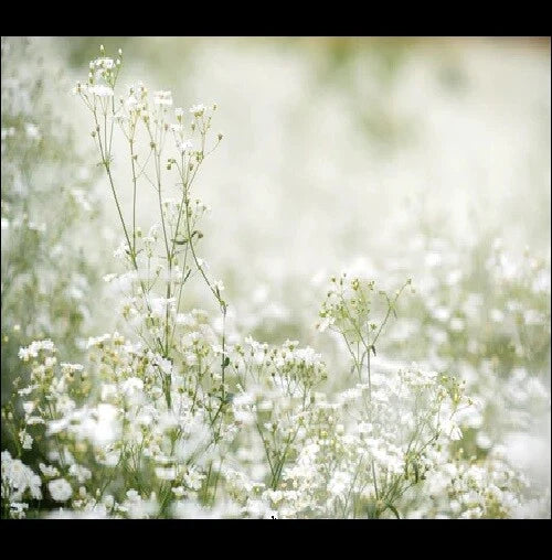 Babys Breath White Gypsophila Elegans – Hardy Garden Flower Seeds