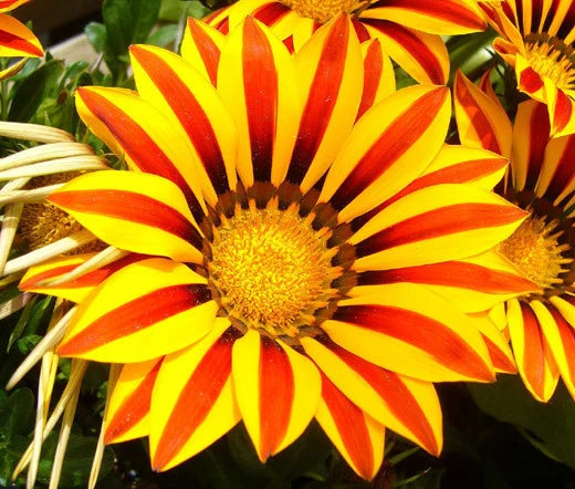 Gazania Garden Leader Red Striped Gazania Rigens – Colorful Garden Flower Seeds