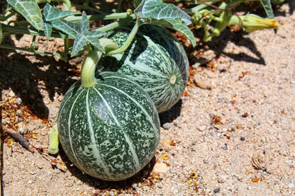 Rare Coyote Melon Seeds - Bright Striped Melon - Fruit Not Edible