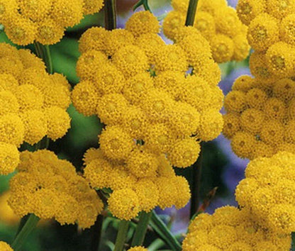 Ageratum Lonas Inodora – Yellow Garden Flower Seeds