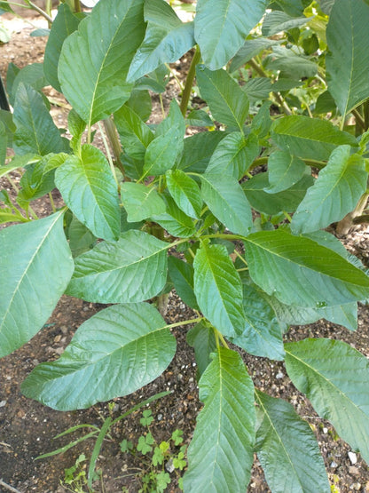 Jamaican Callaloo – Large Leaf Vegetable Garden Seeds