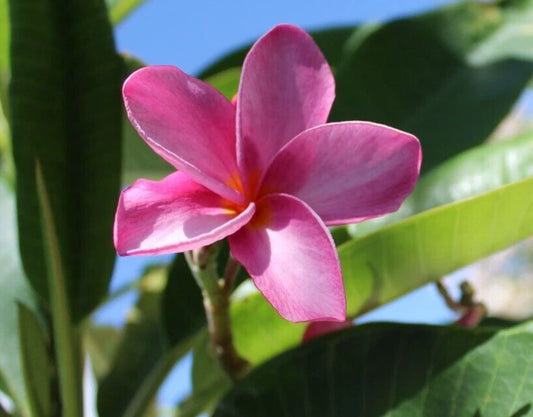 Florida Keys Sunset Plumeria Fragrant Tropical Flower Seeds