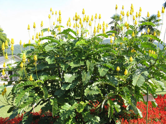 Cassia Alata Seeds Golden Shrub Tree Perennial Butterfly Candlestick Flowers Category eg, Flower Seeds