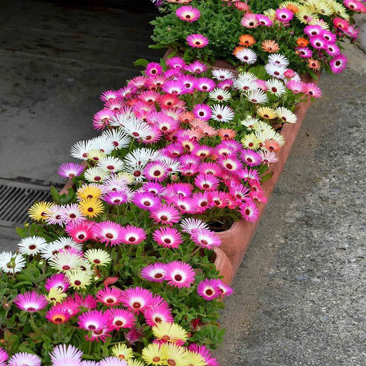 Mixed Ice Plant – Colorful Wildflower Garden Seeds