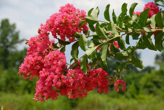 Crape Myrtle – Flower Seeds Perennial – Product Image