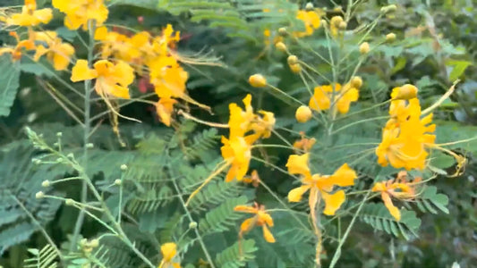 Caesalpinia Pulcherrima Yellow – Mexican Bird of Paradise Shrub Seeds