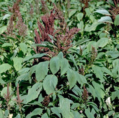 Red Root Pigweed Amaranthus Retroflexus Edible Herb Seeds