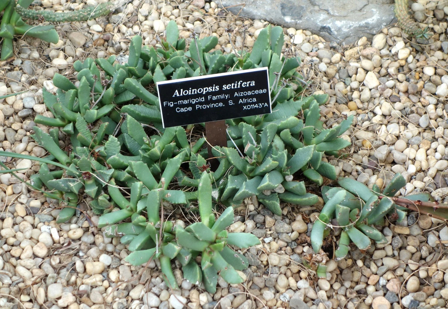 Aloinopsis Setifera Succulent Flower Seeds for Planting