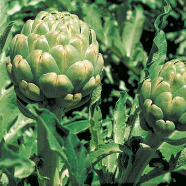 Artichoke Seeds Green – Garden Flower Seeds for Planting
