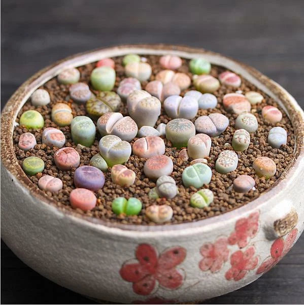 Rare Lithops Mix – Mixed Flower Seeds