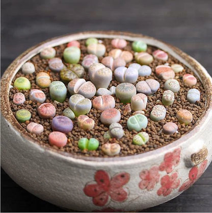 Rare Lithops Mix – Mixed Flower Seeds