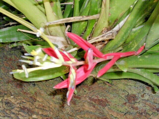 Red Flowered Bromeliad Tropical Perennial Flower Seeds