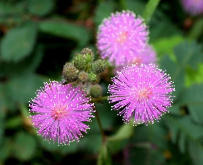 Sensitive Plant Mimosa Pudica – Touch Me Not Herb Seeds