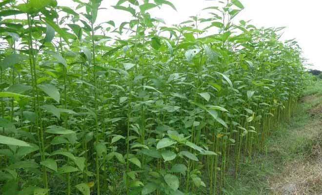 Corchorus Capsularis Seeds White Jute Herb Plants Annual Perennial Vegetable Category eg, Flower Seeds