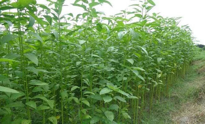 Corchorus Capsularis Seeds White Jute Herb Plants Annual Perennial Vegetable Category eg, Flower Seeds
