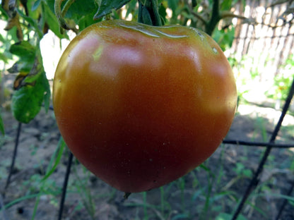 Polbig Red Slicer Tomato – Heirloom Vegetable Garden Seeds
