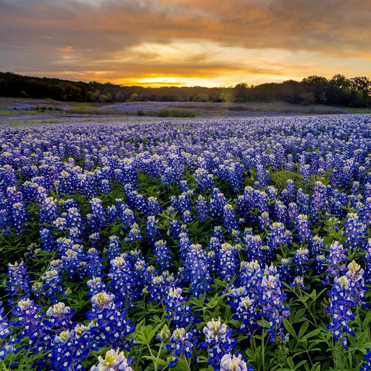 Texas Wild Lupine Colorful Wildflower Garden Seeds