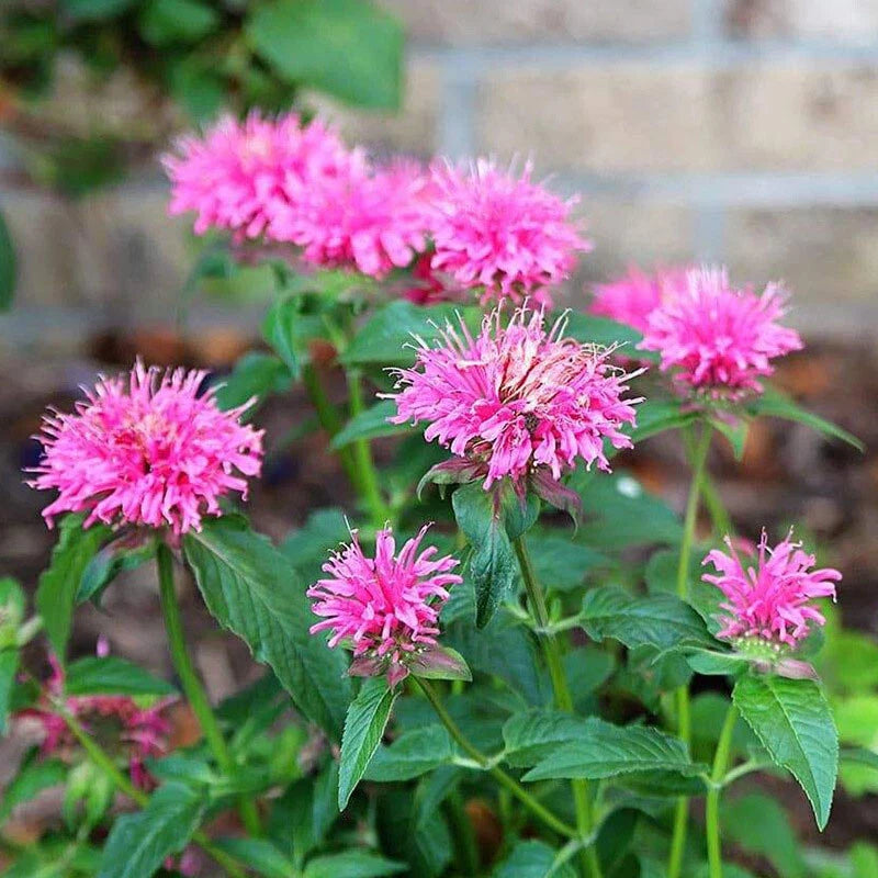 Oriental Bee Balm Monarda Bradburiana – Perennial Flower Seeds