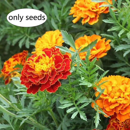 French Marigold Sparky Mixed Colors Tagetes Patula Flower Seeds -