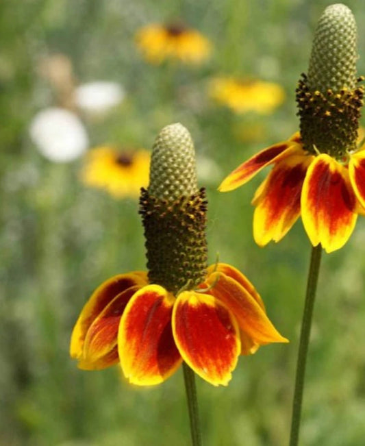 Mexican Hat Ratibida Columnifera Drought Tolerant Flower Seeds