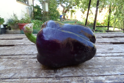 Bohemian Baron Pepper – Purple Bell Vegetable Garden Seeds