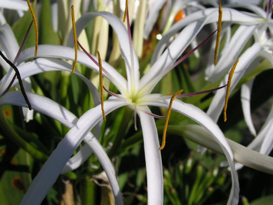 Crinum Lily Asiaticum – Garden Flower Seeds