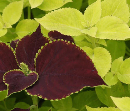 Coleus Fuseables Chocolate Symphony Solenostemon Scutellarioides – Colorful Foliage Garden Seeds