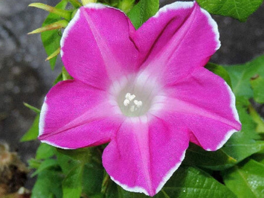 Dark Pink Kawaii – Garden Flower Seeds for Planting
