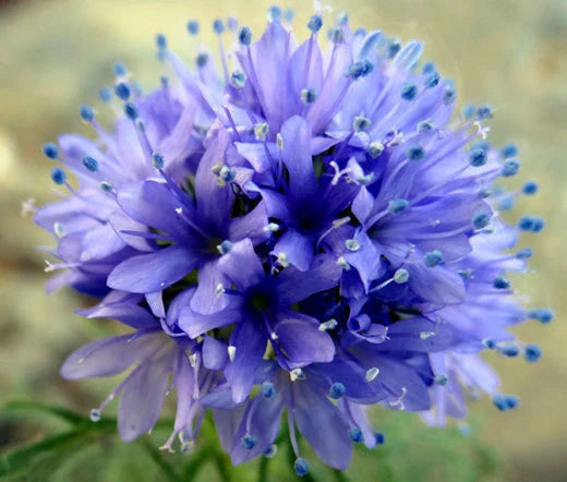 Globe Gilia Gilia Capitata – Hardy Garden Flower Seeds