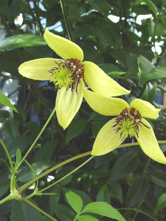 Golden Tiara Clematis Clematis Serratifolia Climbing Flower Seeds