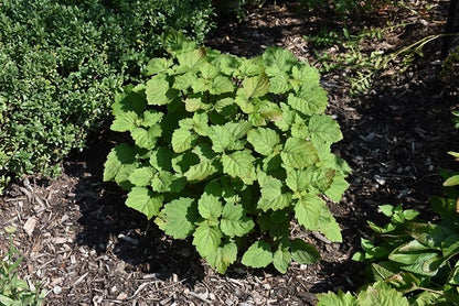 Patchouli Pogostemon Cablin – Fragrant Perennial Herb Garden Seeds